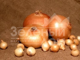 Лук репчатый Штутгартер Ризен / Shtutgarter Rizen,100-110 дней купить оптом и в розницу в Украине по выгодной цене