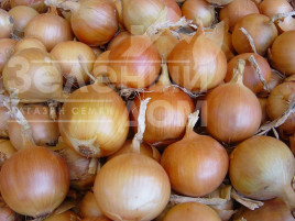 Цибуля ріпчаста Фронтіно F1 / Frontino F1 купити оптом і в роздріб в Україні за вигідною ціною