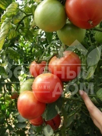 Семена томатов Пинк Уникум F1 / Pink Unicum F1,110-120 дней купить оптом и в розницу в Украине по выгодной цене