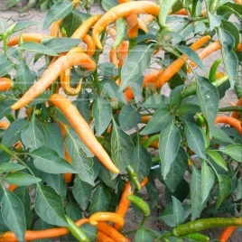 Семена горького перца Килиан / Kilian, 70-80 дней купить оптом и в розницу в Украине по выгодной цене