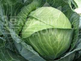 Насіння капусти білокачанної Тореодор F1 / Toreodor F1,80-85 днів купити оптом і в роздріб в Україні за вигідною ціною