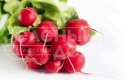 Насіння редису Медісон F1 / Medison F1, 18-23 днів купити оптом і в роздріб в Україні за вигідною ціною