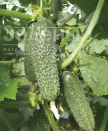 Насіння огірків Оптімус F1 / Optimus F1,42 дні купити оптом і в роздріб в Україні за вигідною ціною