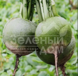 Семена редьки Ника / Nika,60-70 дней купить оптом и в розницу в Украине по выгодной цене