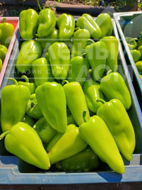 Насіння солодкого перцю Піроует F1 / Pirouet F1 купити оптом і в роздріб в Україні за вигідною ціною