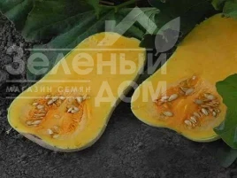 Насіння гарбуза ЮГ 205 F1 / UG 205 F1, 120-125 днів купити оптом і в роздріб в Україні за вигідною ціною