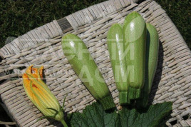 Насіння кабачків Супер Донія F1 / Super Doniya F1,40-45 днів купити оптом і в роздріб в Україні за вигідною ціною