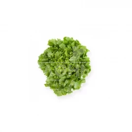 Семена салата Кейтел / Kethel купить оптом и в розницу в Украине по выгодной цене