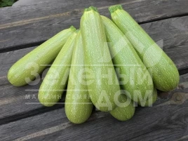 Семена кабачков Марселла F1 / Marcella F1 купить оптом и в розницу в Украине по выгодной цене