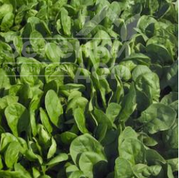 Насіння шпинату Пума F1 / Puma F1 купити оптом і в роздріб в Україні за вигідною ціною