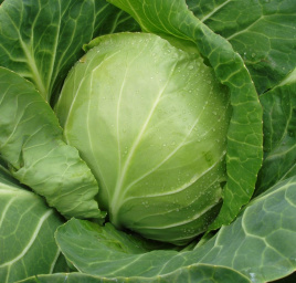 Насіння капусти білокачанної Оракл F1 / Oracle F1,55 днів купити оптом і в роздріб в Україні за вигідною ціною