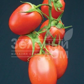 Семена томатов Рапит F1 / Rapit F1,92-97 дней купить оптом и в розницу в Украине по выгодной цене