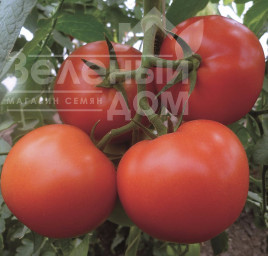 Насіння томатів Матіссімо F1 / Matissimo F1,105-115 днів купити оптом і в роздріб в Україні за вигідною ціною
