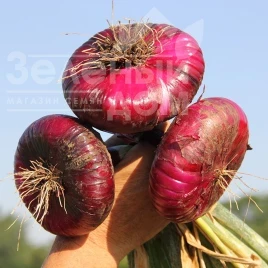 Лук репчатый Ялтинский F1 / Yaltinskyi F1 купить оптом и в розницу в Украине по выгодной цене