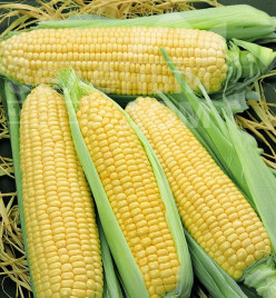 Насіння кукурудзи Елен F1 / Elen F1,65-70 днів купити оптом і в роздріб в Україні за вигідною ціною