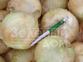 Лук репчатый Глобо / Globo купить оптом и в розницу в Украине по выгодной цене