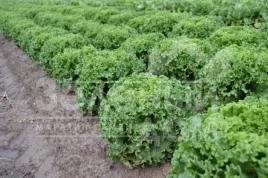 Семена салата Авеледа / Aveleda  купить оптом и в розницу в Украине по выгодной цене