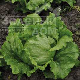 Насіння салату Робінсон / Robinson купити оптом і в роздріб в Україні за вигідною ціною
