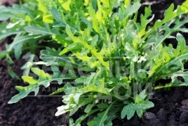 Семена рукколы Рокет салат / Rocket salat,20-24 дня купить оптом и в розницу в Украине по выгодной цене