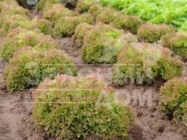 Семена салата Мерлот / Marlot купить оптом и в розницу в Украине по выгодной цене