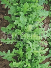 Семена рукколы Летиция / Letizia купить оптом и в розницу в Украине по выгодной цене