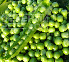 Насіння гороху Преладо / Prelado, 58 днів купити оптом і в роздріб в Україні за вигідною ціною