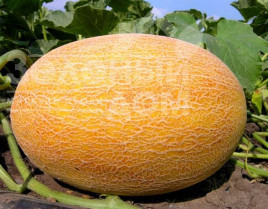 Насіння дині Ананас F1 / Ananas F1,80 днів купити оптом і в роздріб в Україні за вигідною ціною