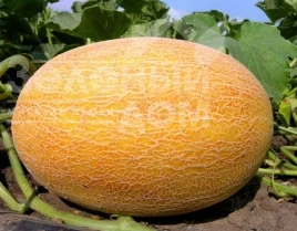 Насіння дині Ананас F1 / Ananas F1, 80 днів купити оптом і в роздріб в Україні за вигідною ціною