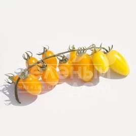 Семена томатов КС 3670 F1 / KS 3670 F1,95-100 дней купить оптом и в розницу в Украине по выгодной цене