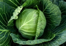 Насіння капусти білокачанної Копенгаген маркет / Kopengagen market купити оптом і в роздріб в Україні за вигідною ціною