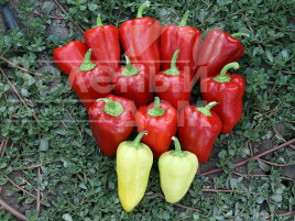 Насіння солодкого перцю Кантатта F1 / Kantatta F1 купити оптом і в роздріб в Україні за вигідною ціною