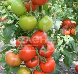 Семена томатов Белфаст F1 / Belfast F1,90-100 дней купить оптом и в розницу в Украине по выгодной цене