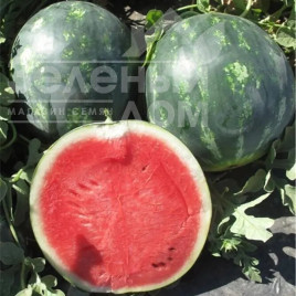 Насіння кавуна Міді 4 колор F1 / Midi 4 color F1 купити оптом і в роздріб в Україні за вигідною ціною