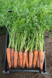 Насіння моркви Камаран F1 / Kamaran F1,135 днів купити оптом і в роздріб в Україні за вигідною ціною
