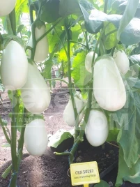 Семена баклажана Албана (ЦРХ 50187) F1 / Albana (CRX 50187) F1 купить оптом и в розницу в Украине по выгодной цене