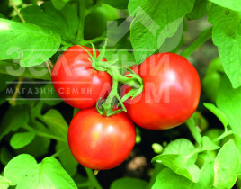 Насіння томатів Єсенія F1 / Eseniya F1, 85 днів купити оптом і в роздріб в Україні за вигідною ціною