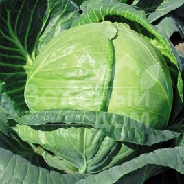 Семена капусты белокочанной Тобия F1 / Tobia F1,85-90 дней купить оптом и в розницу в Украине по выгодной цене