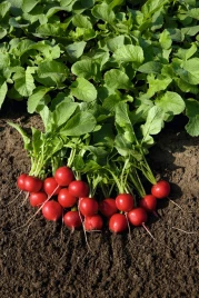 Семена редиса Рудольф / Rudolf,18-24 дня купить оптом и в розницу в Украине по выгодной цене