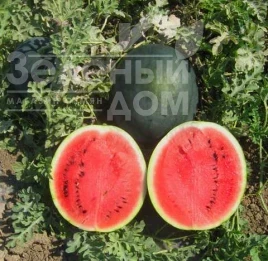 Семена арбуза Шуга Бейби / Sugar Baby купить оптом и в розницу в Украине по выгодной цене