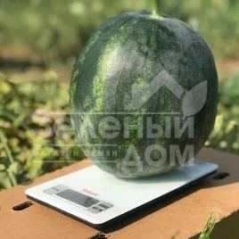 Семена арбуза Экстази F1 / Extazy F1,80-85 дней купить оптом и в розницу в Украине по выгодной цене