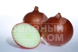 Лук репчатый Утреро F1 / Utrero F1,120-125 дней купить оптом и в розницу в Украине по выгодной цене