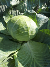 Насіння капусти білокачанної Мензанія F1 / Menzania F1,115 - 120 днів купити оптом і в роздріб в Україні за вигідною ціною