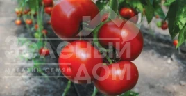 Насіння томату Барібін F1 / Baribin F1 купити оптом і в роздріб в Україні за вигідною ціною