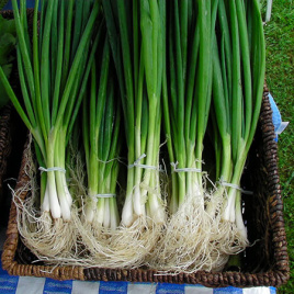 Цибуля на перо Савел / Savel,65-75 днів купити оптом і в роздріб в Україні за вигідною ціною