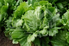 Семена салата Кларист / Clarist купить оптом и в розницу в Украине по выгодной цене