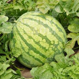 Насіння кавуна Ортал F1 / Ortal F1,70-75 днів купити оптом і в роздріб в Україні за вигідною ціною