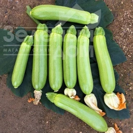 Семена кабачков Мейтон F1 / Meyton F1, 42-45 дней купить оптом и в розницу в Украине по выгодной цене