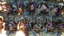 Семена салата Мунред / Munred купить оптом и в розницу в Украине по выгодной цене