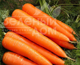 Насіння моркви Франсіс / Fransis,140-150 днів купити оптом і в роздріб в Україні за вигідною ціною