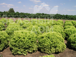 Насіння салату Онікс F1 / Onyx F1,65-70 днів купити оптом і в роздріб в Україні за вигідною ціною